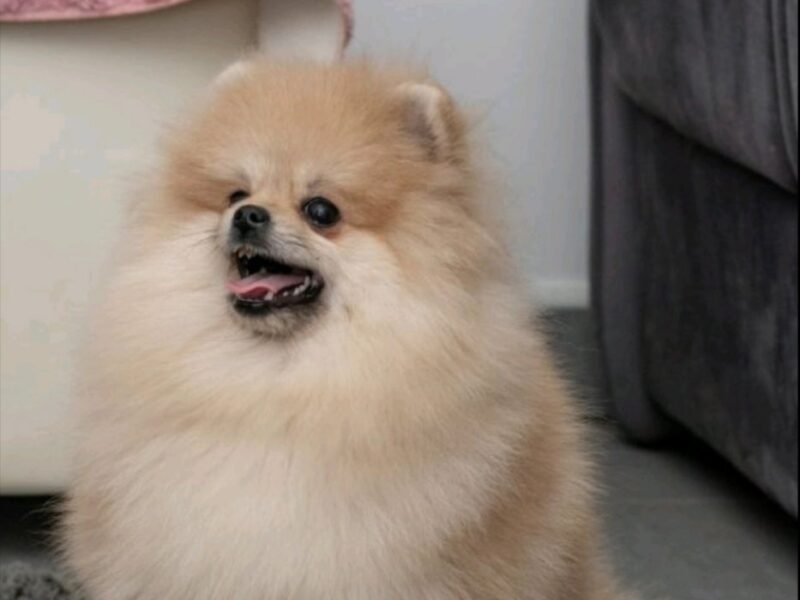 Pomeranac muzjak i zenka na prodaju