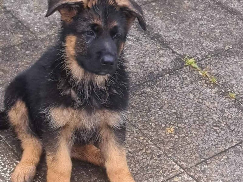 Nemacki ovcar prelepi stenci