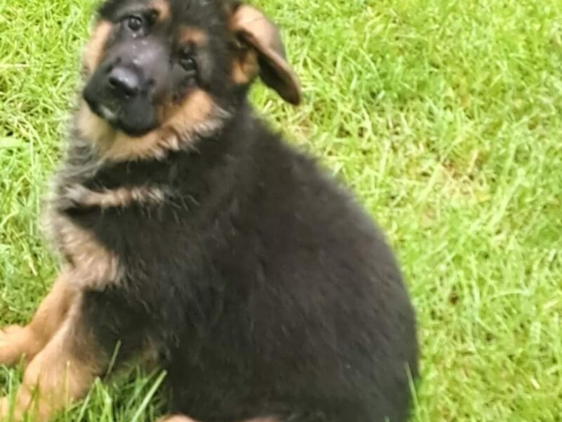 Nemacki ovcar prelepi stenci