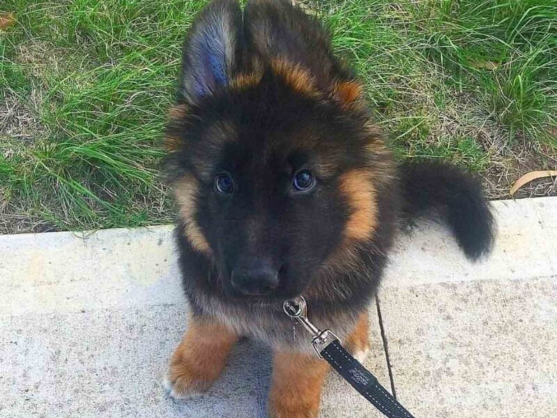 Nemacki ovcar prelepi stenci