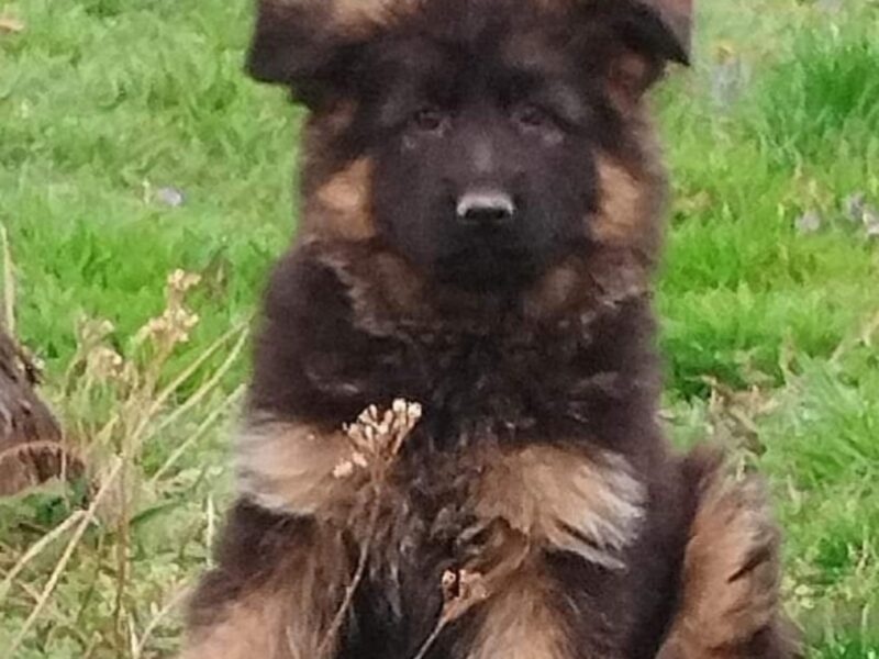 Nemacki ovcar prelepi stenci