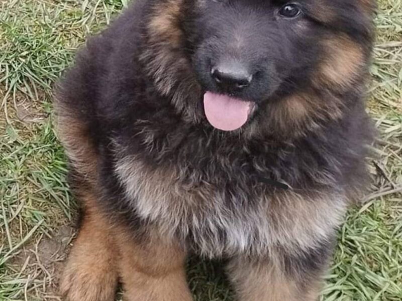 Nemacki ovcar prelepi stenci