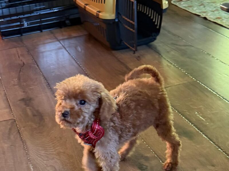 Toy Pudle na prodaju