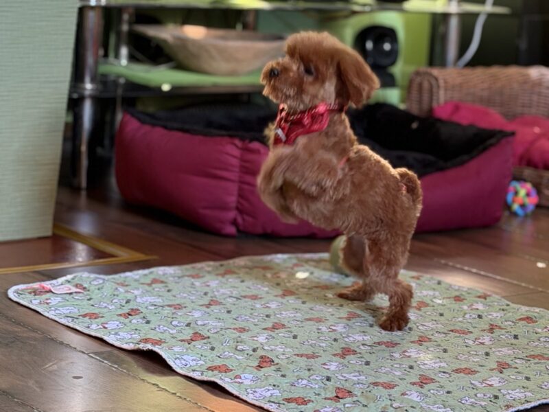 Toy Pudle na prodaju