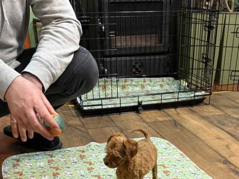 Toy Pudle na prodaju