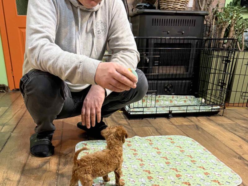 Toy Pudle na prodaju