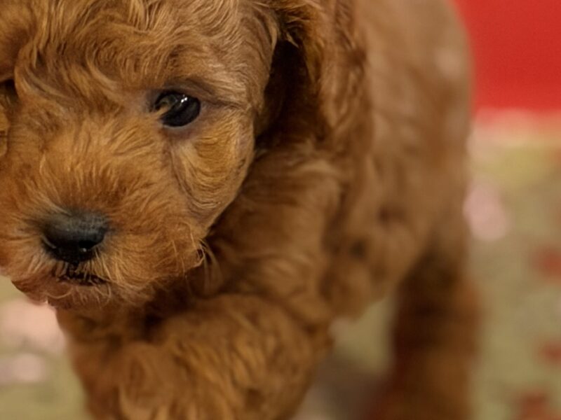 Toy Pudle na prodaju