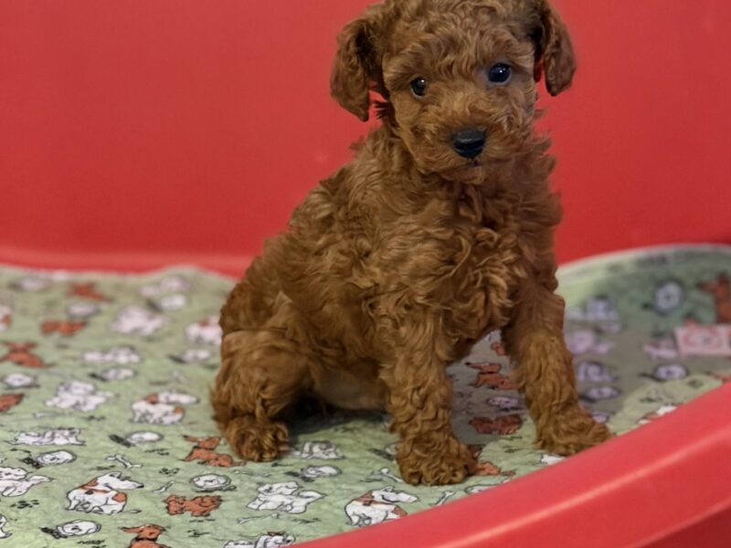 Toy Pudle na prodaju