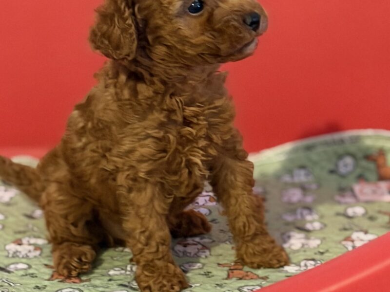 Toy Pudle na prodaju