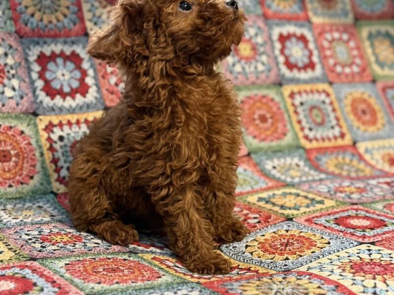 Toy Pudle na prodaju