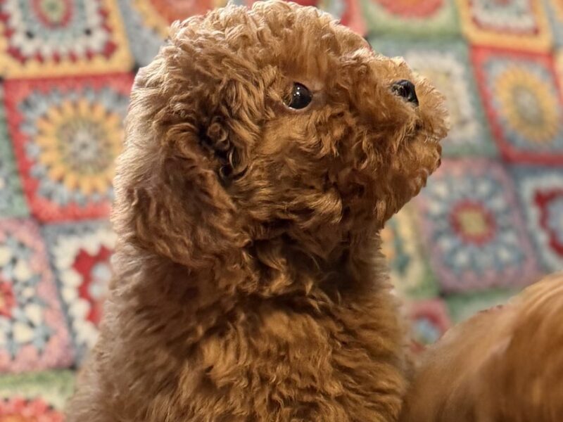 Toy Pudle na prodaju