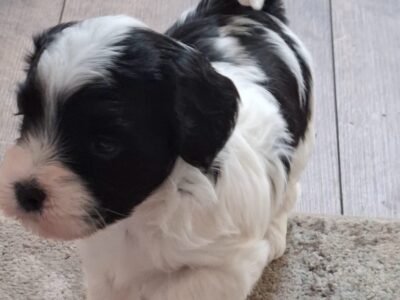 Havanski bišon štenci