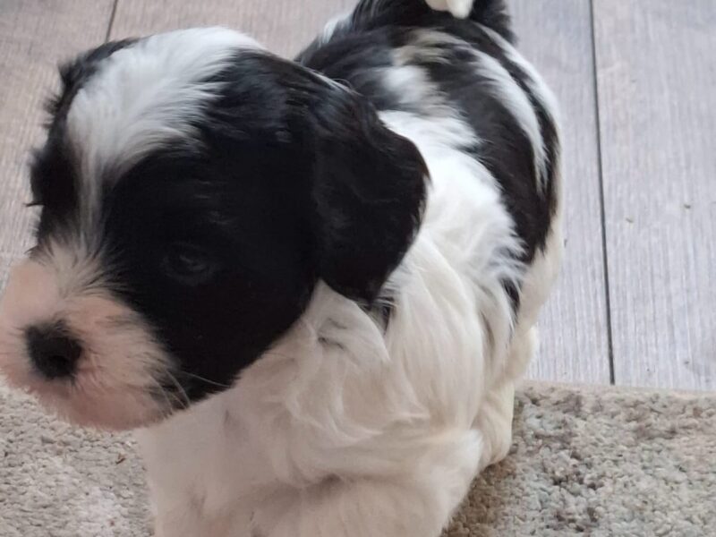 Havanski bišon štenci