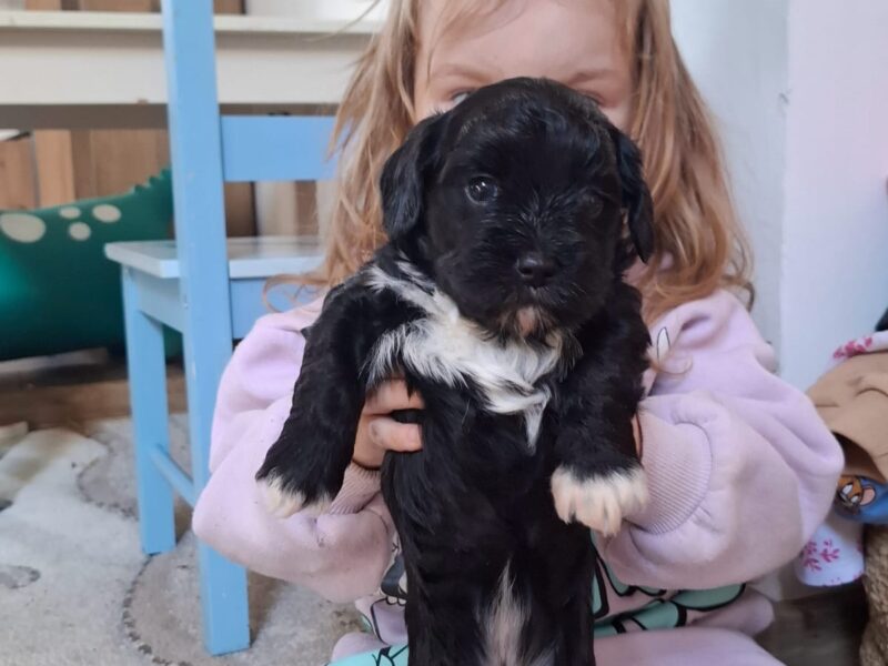 Havanski bišon štenci