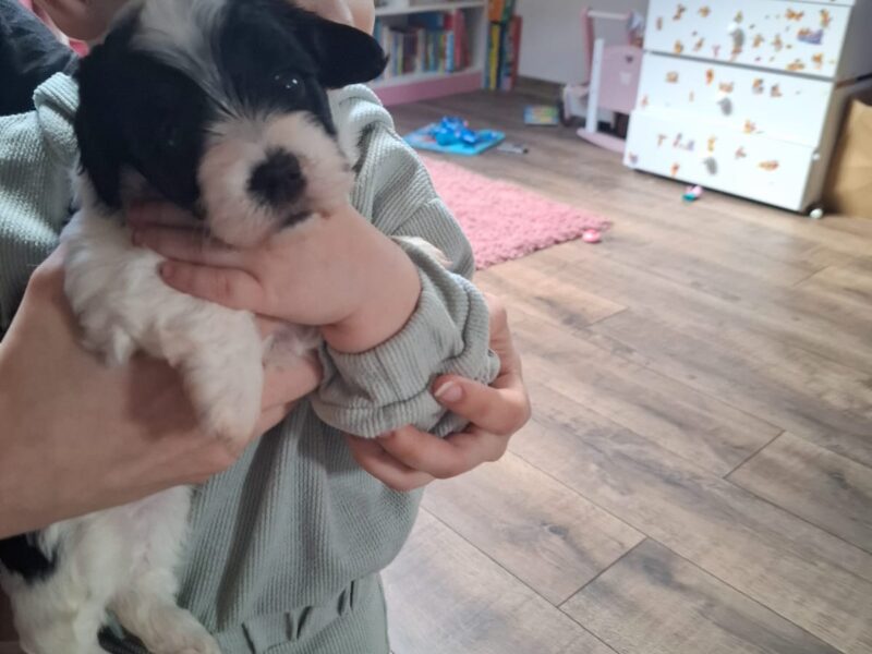 Havanski bišon štenci