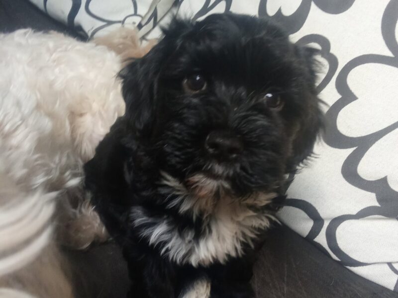 Havanski bišon štenci