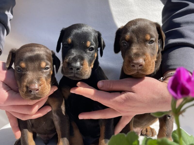 Doberman prelepi štenci