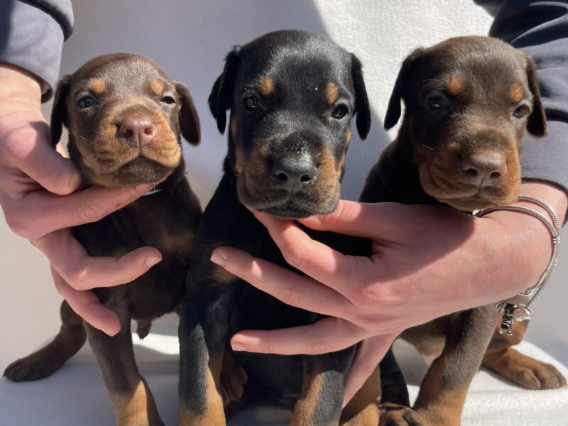 Doberman prelepi štenci