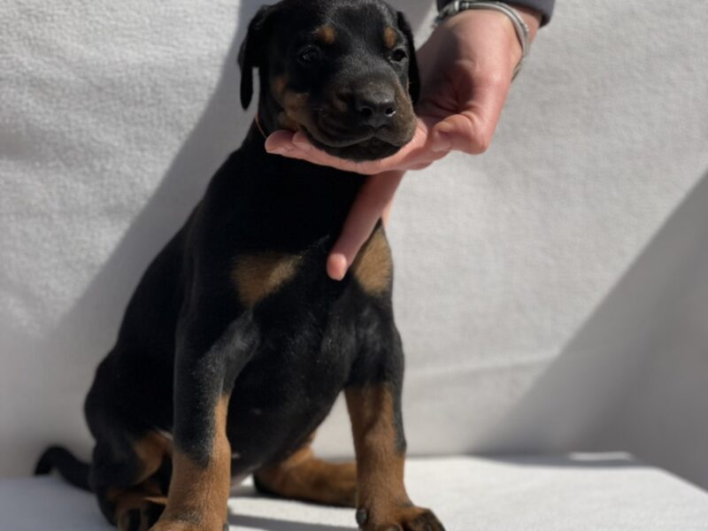 Doberman prelepi štenci