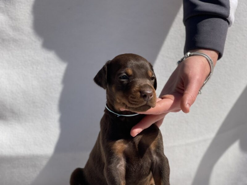 Doberman prelepi štenci