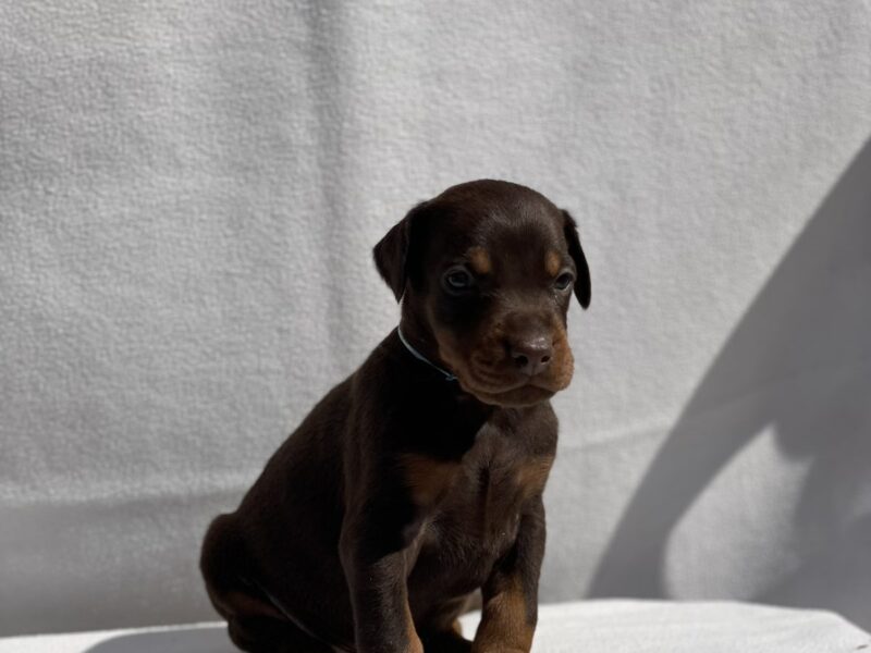 Doberman prelepi štenci