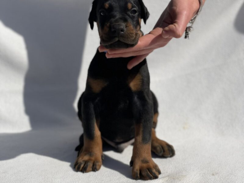 Doberman prelepi štenci