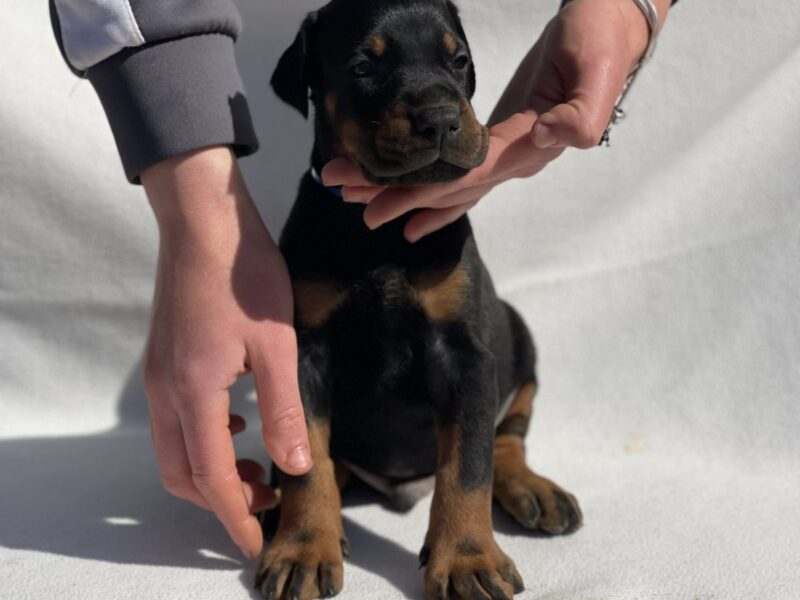 Doberman prelepi štenci