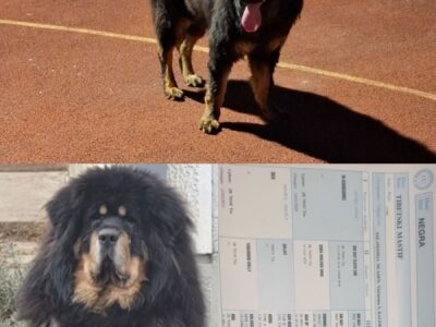 Prodaju se stenad Tibetanskog Mastifa sampionskog porijekla