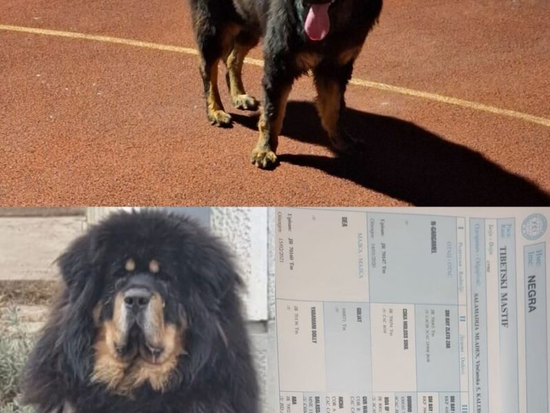 Prodaju se stenad Tibetanskog Mastifa sampionskog porijekla