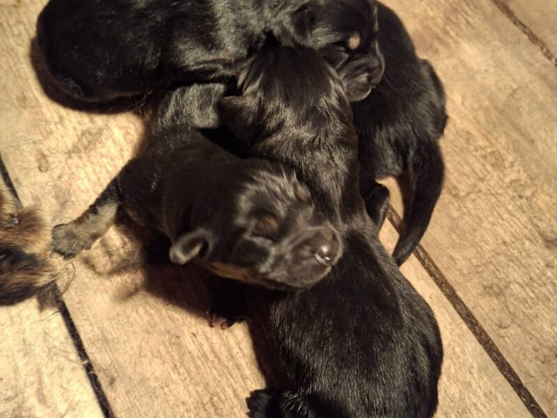 Prodaju se stenad Tibetanskog Mastifa sampionskog porijekla