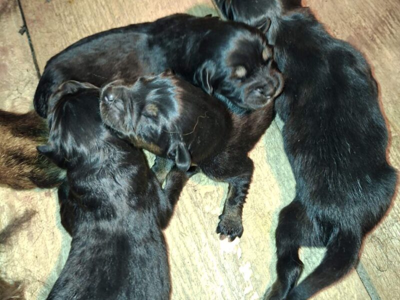 Prodaju se stenad Tibetanskog Mastifa sampionskog porijekla