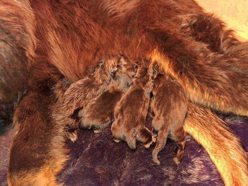 Prodaju se stenad Tibetanskog Mastifa sampionskog porijekla