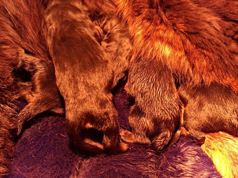 Prodaju se stenad Tibetanskog Mastifa sampionskog porijekla