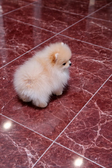 Pomeranac zenkica