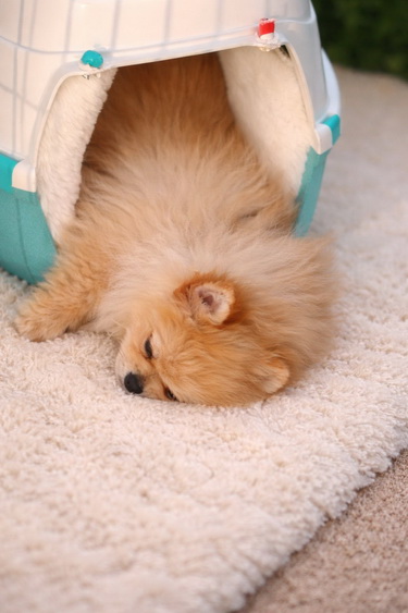 Pomeranac zenkica
