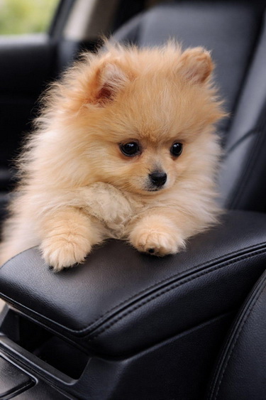 Pomeranac zenkica