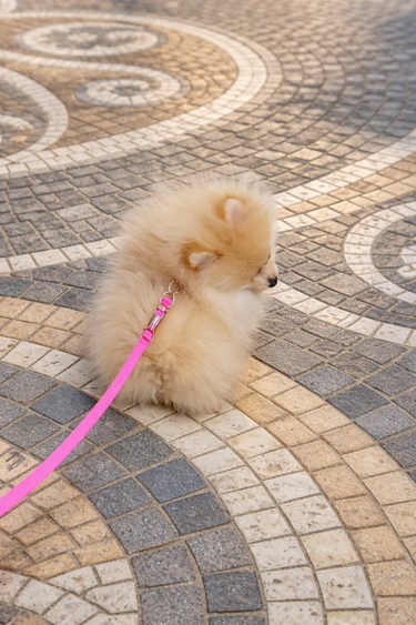 Pomeranac zenkica