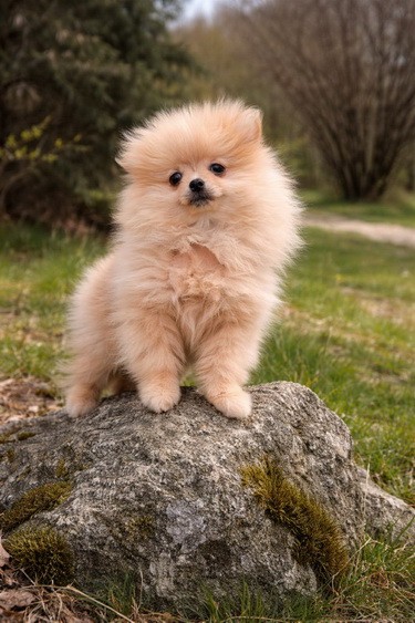 Pomeranac zenkica
