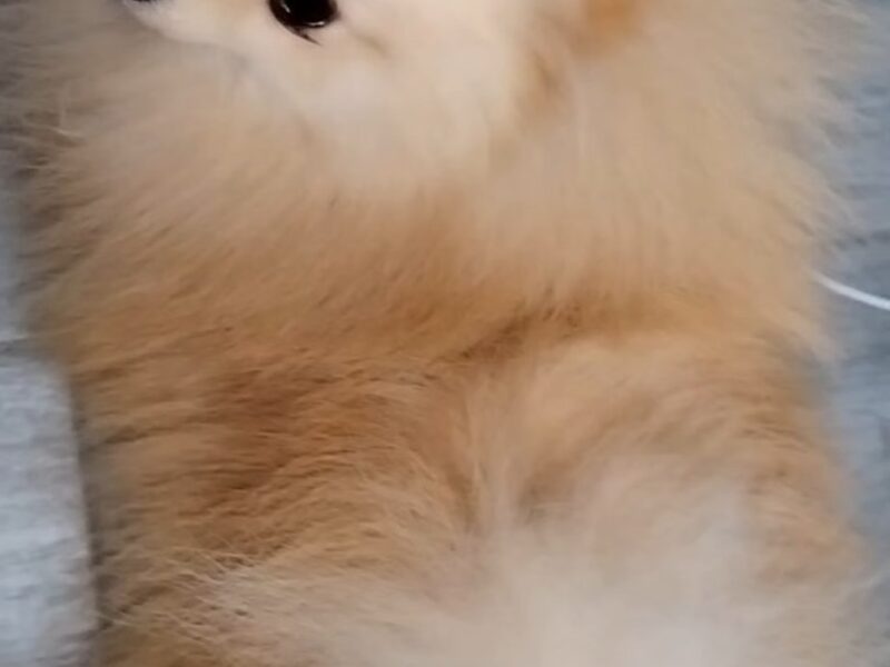 Pomeranac zenkica