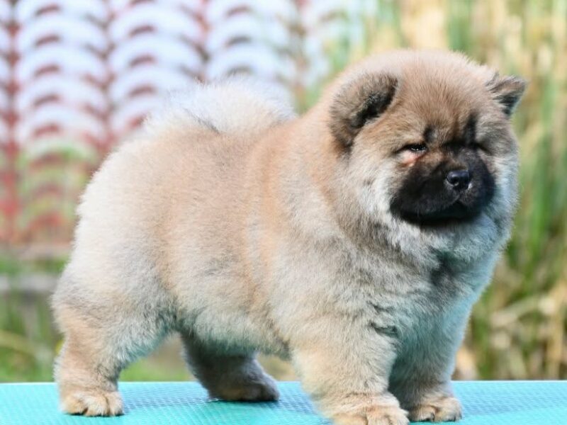 Chow Chow Cau Cau Čau Čau