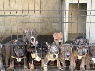 American bully XL / XXL