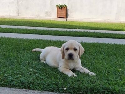 LABRADOR stenci