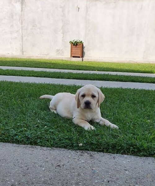 LABRADOR stenci