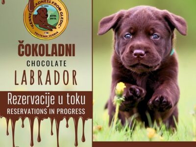 Braon Labrador štenci