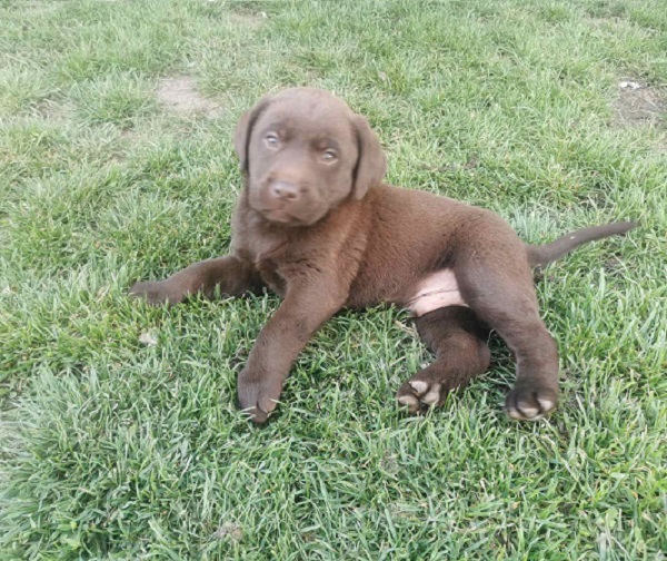 Čokoladni labrador