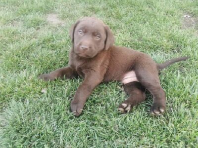 Čokoladni labrador