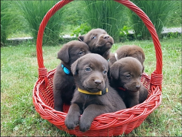 Braon Labrador štenci