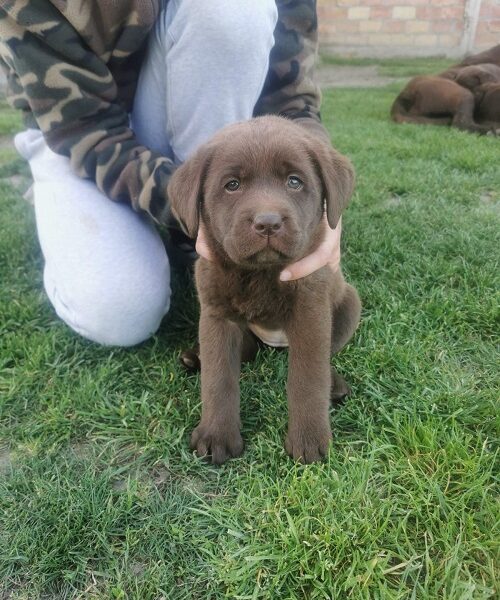 Čokoladni labrador