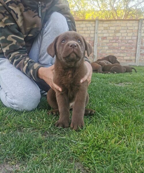 Čokoladni labrador