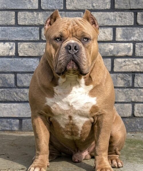 American bully XL / XXL
